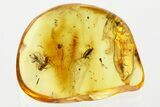 Fossil Soft-Bodied Plant Beetle & Parasitoid Wasp in Baltic Amber #352724-1